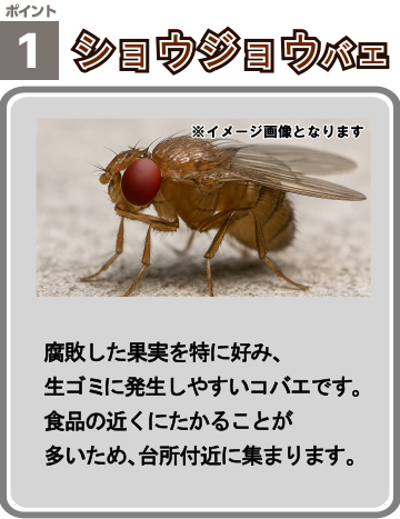 コバエ1