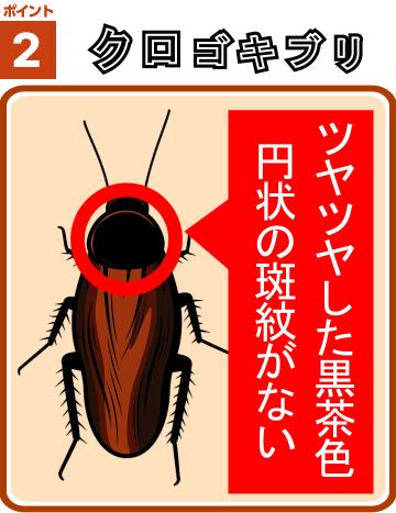 ゴキブリ2