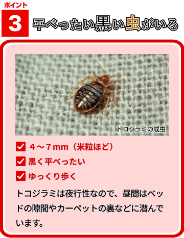 トコジラミ3