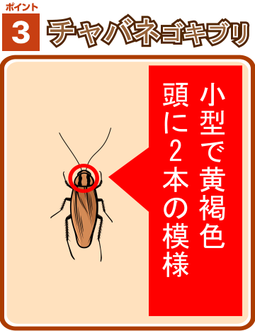 ゴキブリ3
