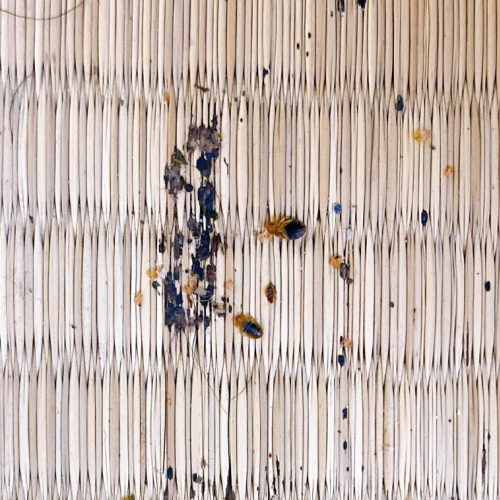 トコジラミ被害1